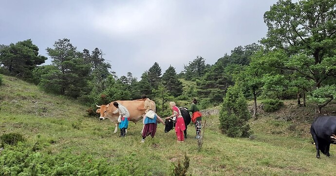 Cow-Cuddling-in-Italy