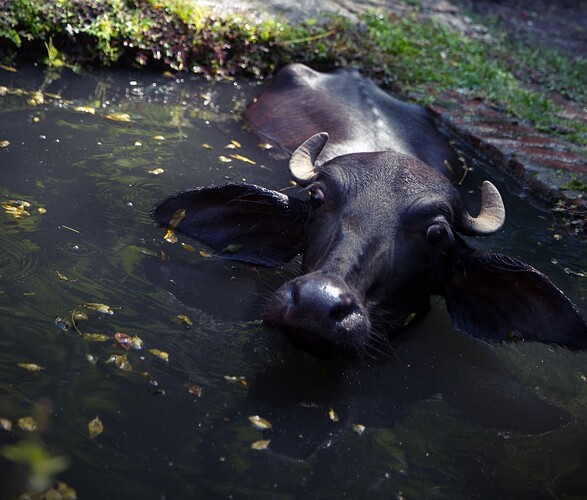 корова в луже
