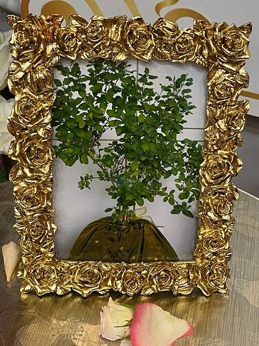 IMG_20250512_165300_572